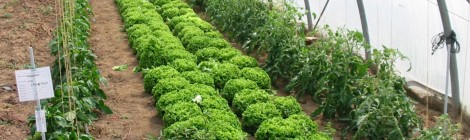 foto rotational crops