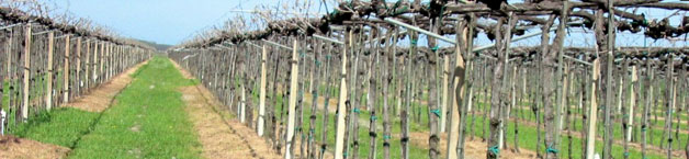 diserbo-vite-