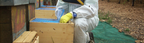 foto di studio di selettività su api