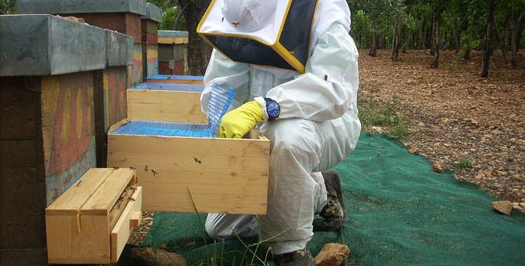 foto di studio di selettività su api